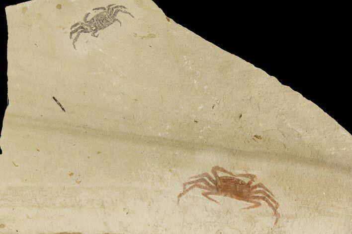 Two Miocene Pea Crab (Pinnixa) Fossils - California #177022